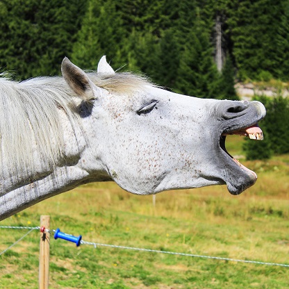 Exame Odontológico em Cavalos: 7 passos essenciais para o diagnóstico