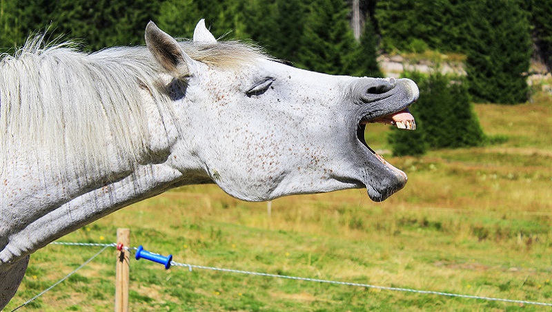Exame Odontológico em Equinos