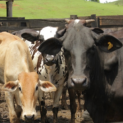 hormônios da reprodução bovina