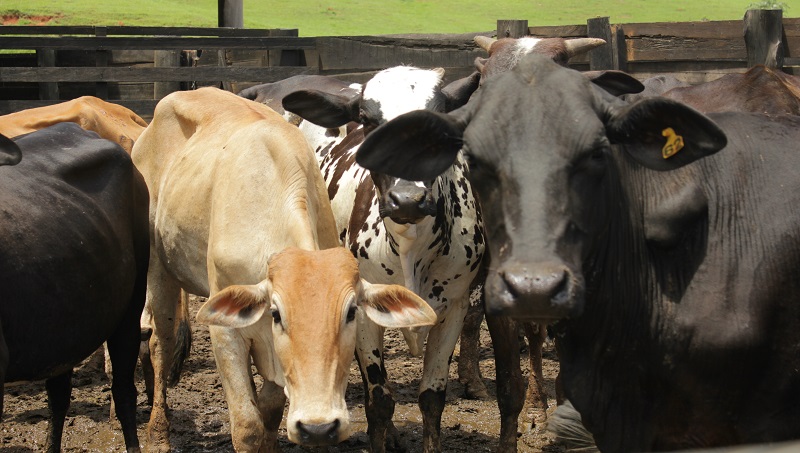 hormônios da reprodução bovina