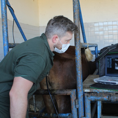 Infecções uterinas em vacas