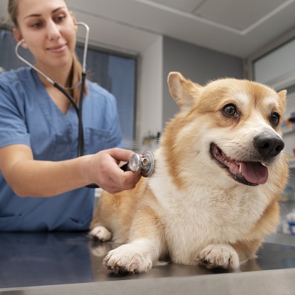 nefrologia em pequenos animais