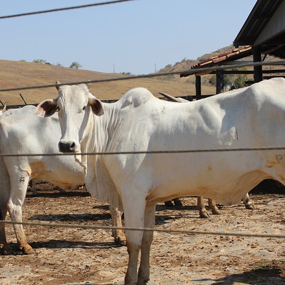 estação de monta bovina