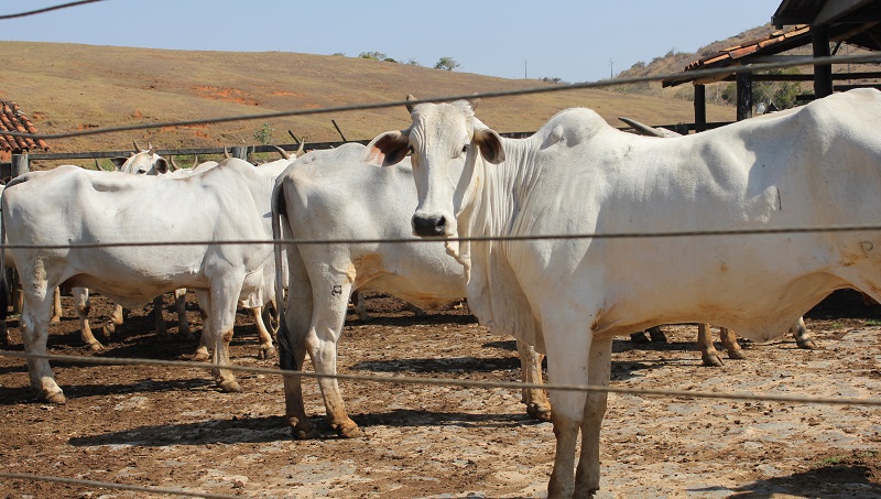 estação de monta bovina