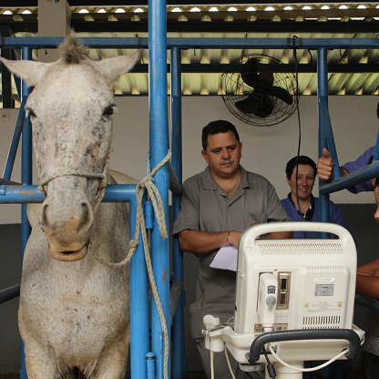 ultrassonografia transabdominal em equinos