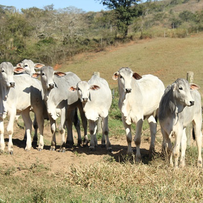 fisiologia reprodutiva de bovinos