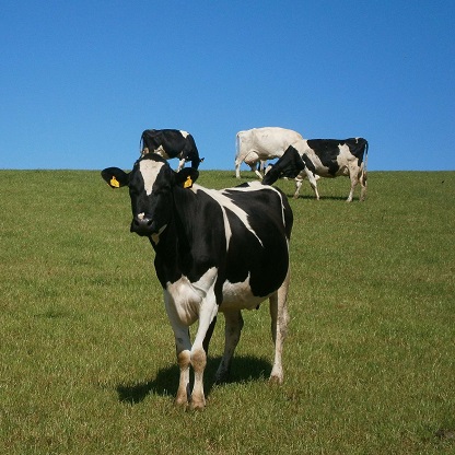 Ultrassonografia veterinária 