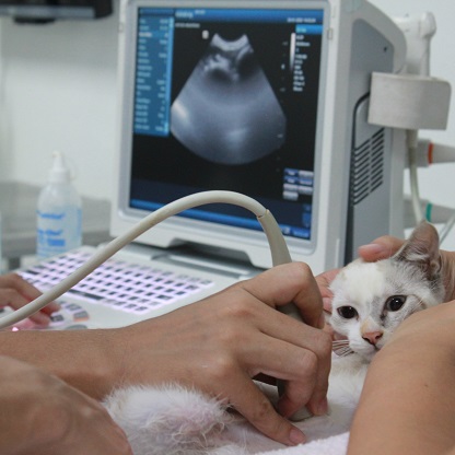 Ultrassonografia em felinos