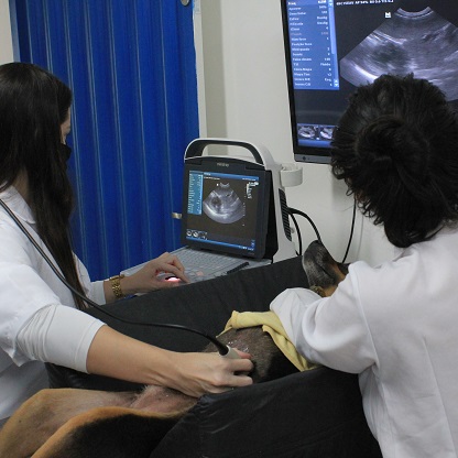 Ultrassonografia em pequenos animais