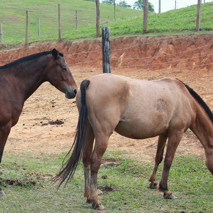 Estação de monta equina