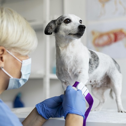 Exames veterinários