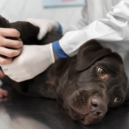 Torção gástrica em cães