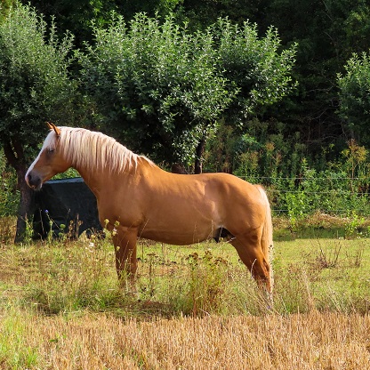 parâmetros reprodutivos do garanhão equino