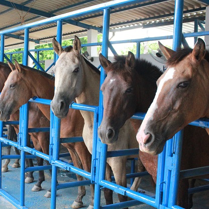 Reprodução Equina