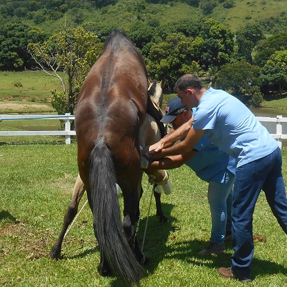 coleta de sêmen equino